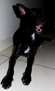Mascota 1