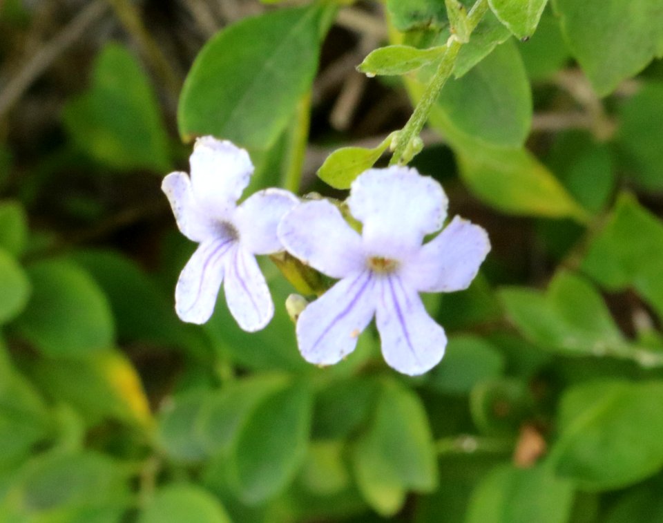 Flor 1