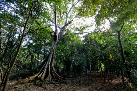 KikoSierich TrilhaEcologicadeSaoFrancisco Guaira Paraná2