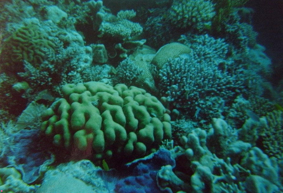CORAL - GREAT BARRIER REEF - AUSTRALIA