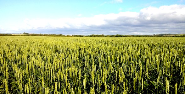 IMG 20190630 182808 Home Farm Marsh Nature Reserve - Fremington - Devon - UK