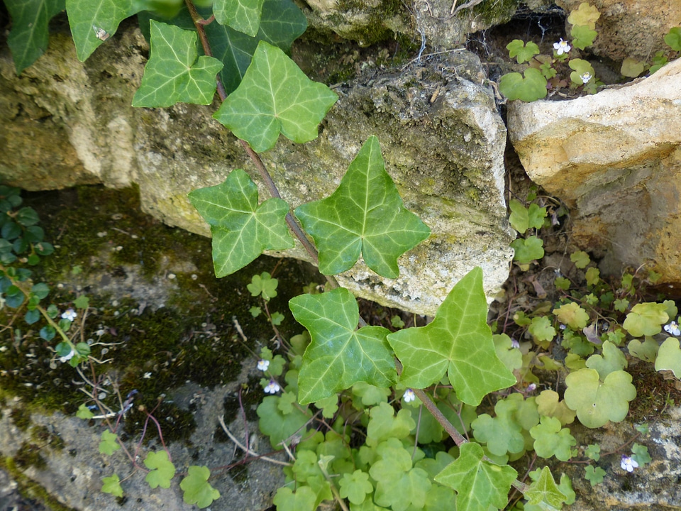 Green common ivy hedera helix