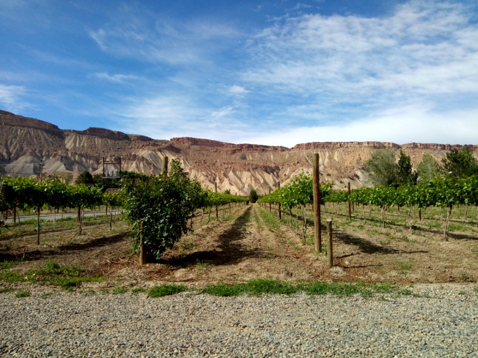 Palisade - Grand Junction - Colorado - USA