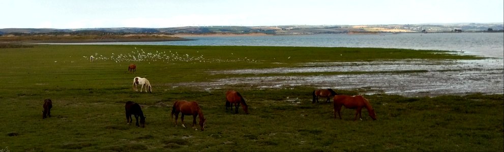 IMG 20190714 181829 - Northam Burrows - Braunton Burrows - River Torridge - River Taw - North Devon - UK