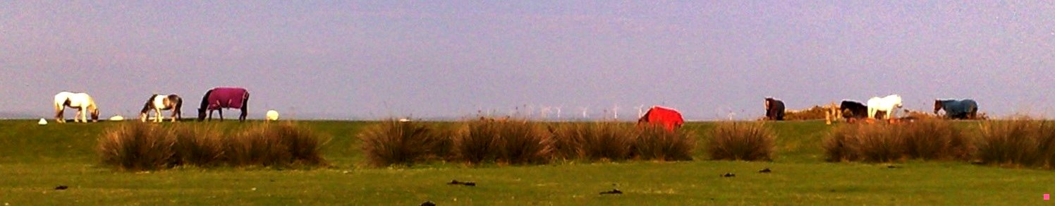 WINDMILLS & HORSES - NORTHAM BURROWS - NORTH DEVON