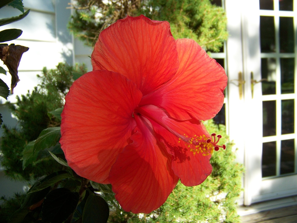Petals blossoms hawaiian