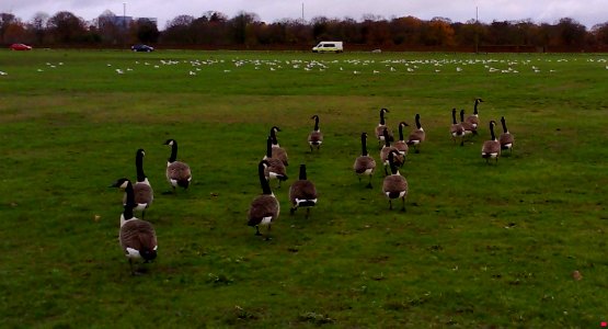 Canada Geese - Blackheath Common - Greenwich - London - UK