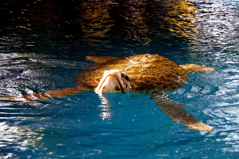 ClevertonRibeiro Oceanario Aracaju SE