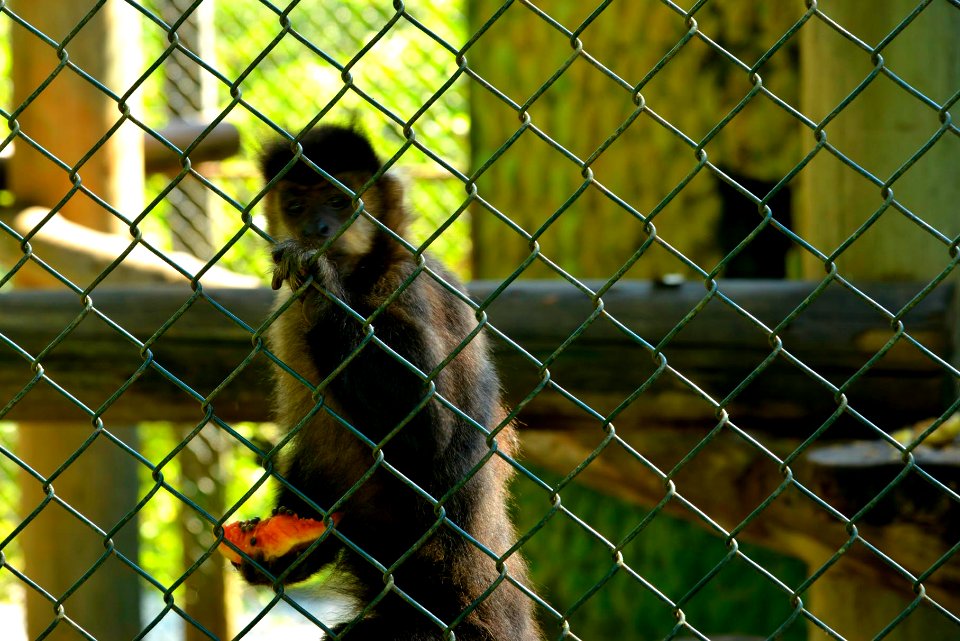 Renato Soares Parque Leopoldo Moritz Museu Zoobotânico Brusque SC