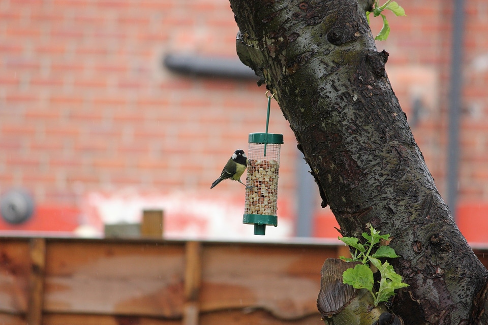 Wildlife parus major
