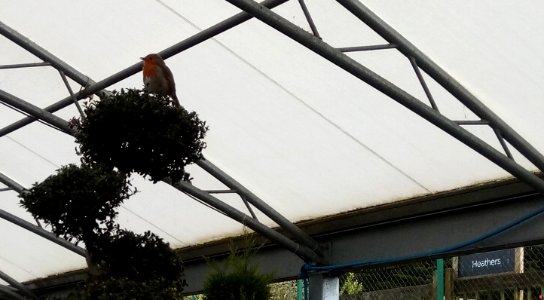 Singing Robin - St John's Garden Centre - Chivenor - Devon - UK
