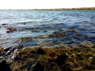 IMG 20190630 173407  Jellyfish - River Taw - Home Farm Marsh Nature Reserve - Fremington - Devon - UK