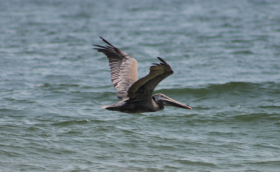 Water waves flying photo