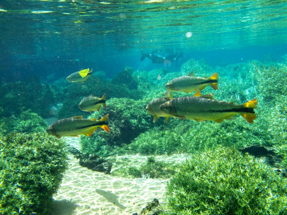 Flavioandre Aereas Rio Prata Jardim MS