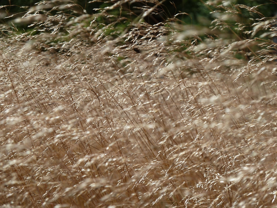 Nature game grass fine