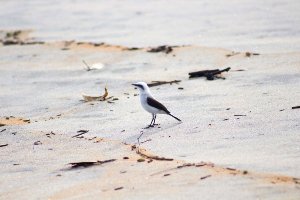 ROGERIOCASSIMIRO PRAIADOPURUBA UBATUBA SP