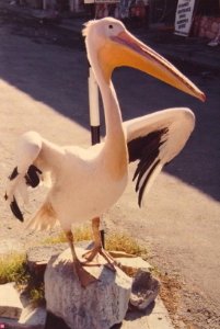 PELICAN - LIMASSOL OLD TOWN - CYPRUS photo
