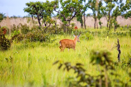 PabloRegino PNE Fauna Mineiros GO photo