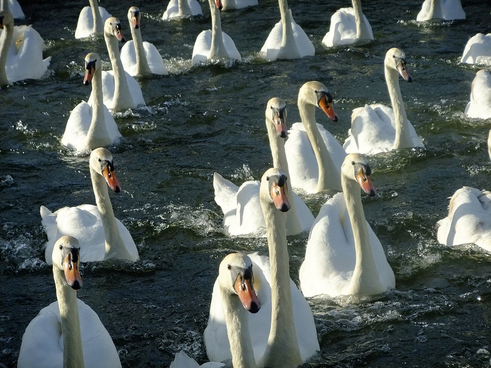 Water white mute swan