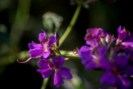 Augusto Miranda Fauna Flora Formosa GO
