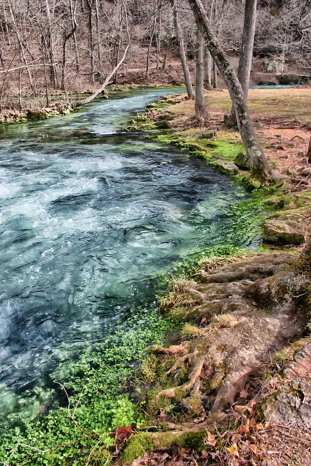 Water trees hdr