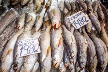 ROGERIO CASSIMIRO botique do peixe OCEAN PraiaGrande SP