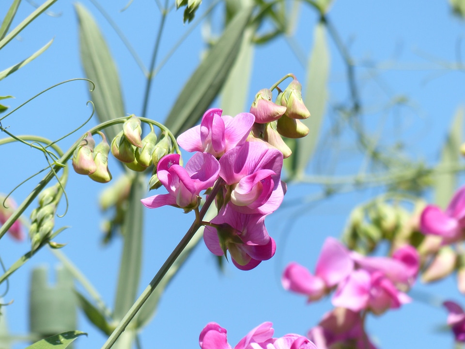 Flower purple violet