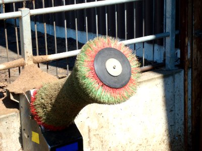 Sex-Toy