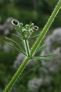Garden macro close up