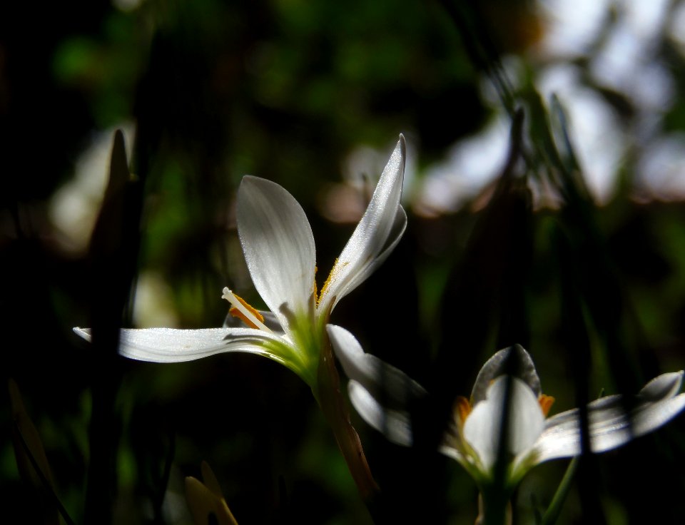 White crocus flower