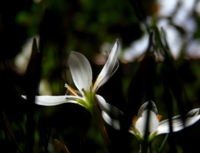 White crocus flower
