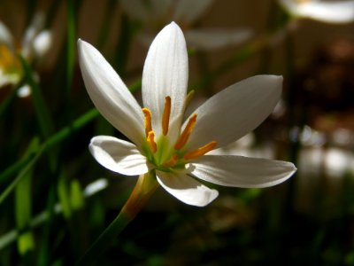 White crocus flower