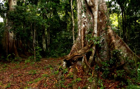 AnaClaudiaJatahy ParqueNacionalDoJau NovoAirao AM