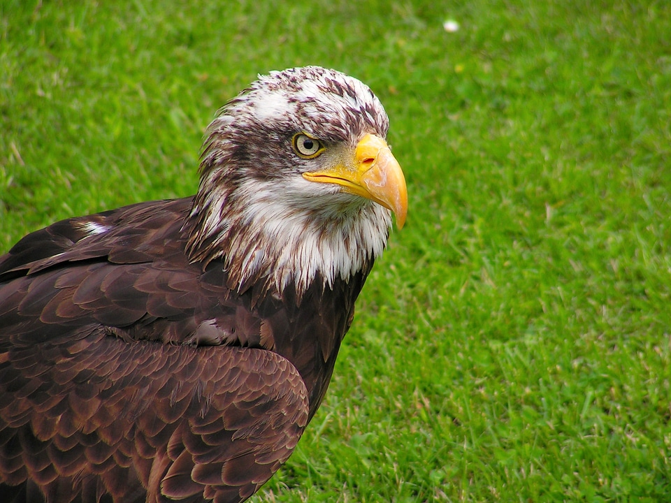 Predator bird eagle
