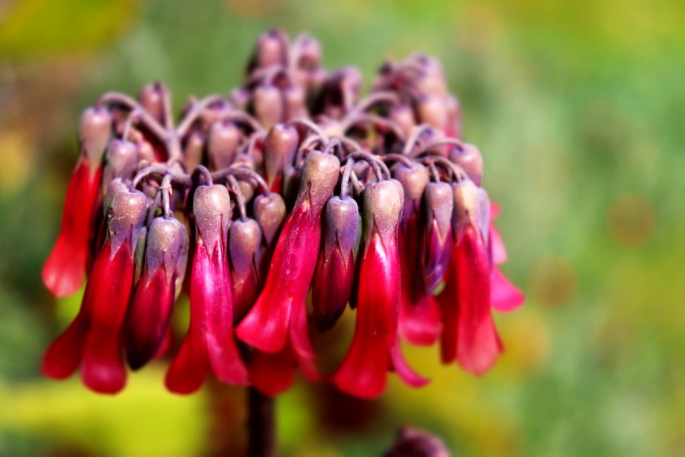 Campanillas bell flowers