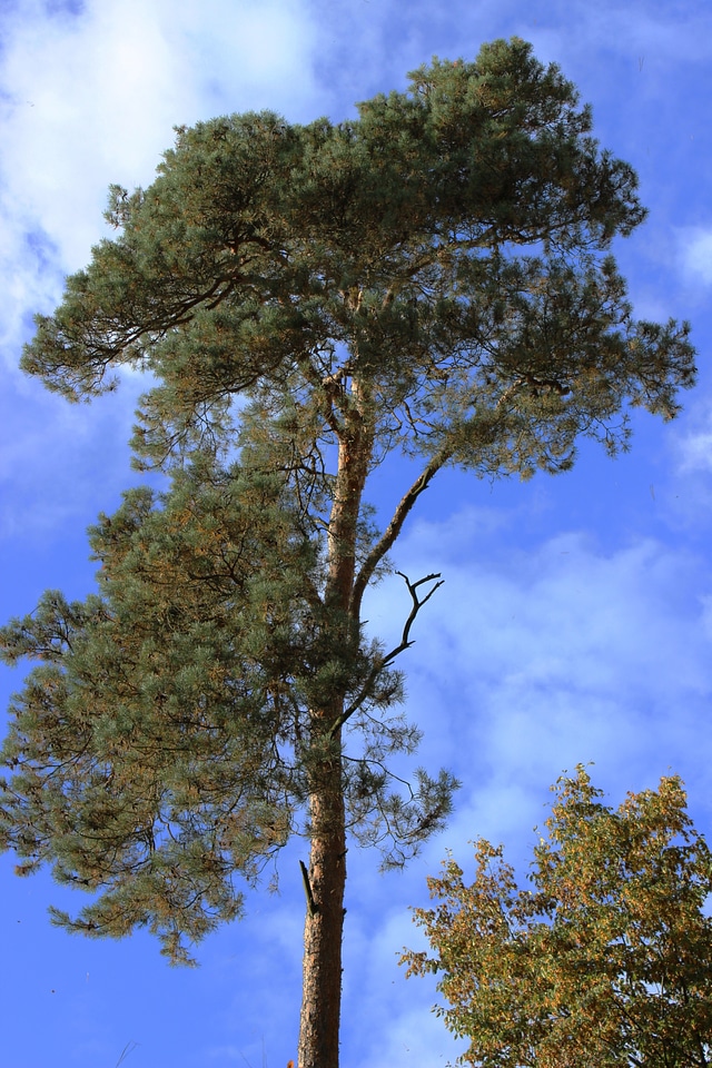 Forest crown conifer