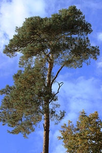 Forest crown conifer