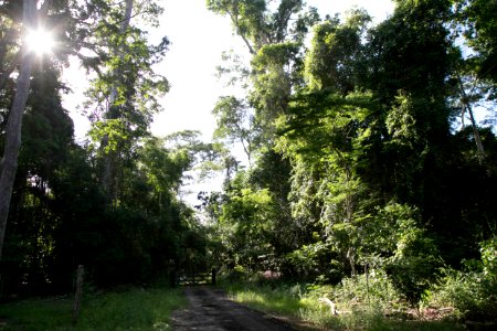 GustavoLouzada ReservaBiologica Linhares ES