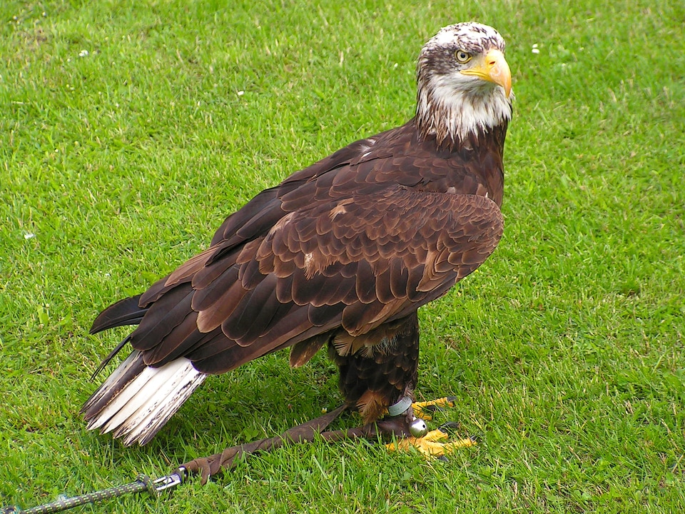 Predator bird falconry