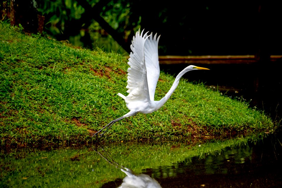 Assis Lima  Horto Florestal  Rio Branco AC