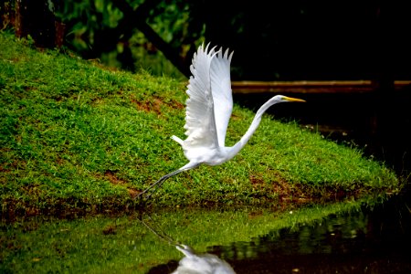 Assis Lima  Horto Florestal  Rio Branco AC