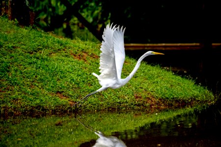 Assis Lima Horto Florestal Rio Branco AC photo