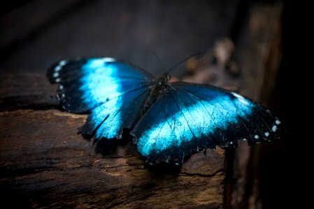 Augusto Miranda Fauna Flora Formosa GO