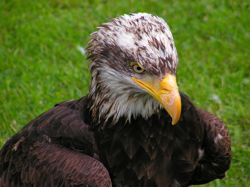 Predator bird eagle