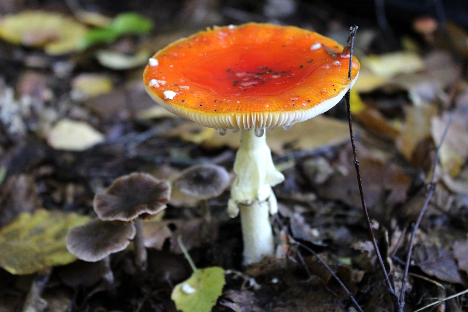 Red moist fly agaric