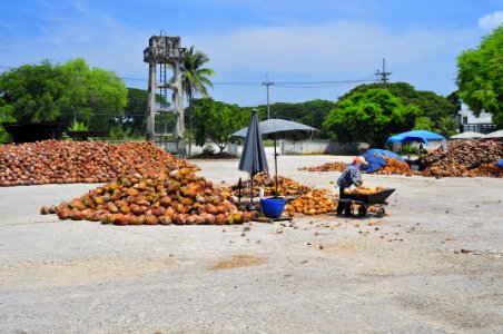 Coconut photo