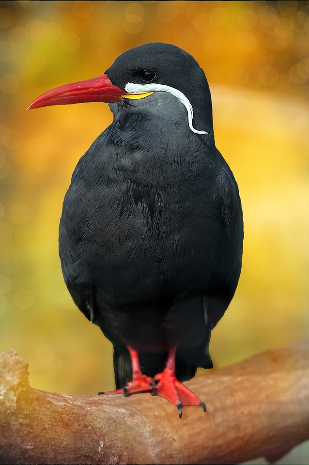 Black bird animal