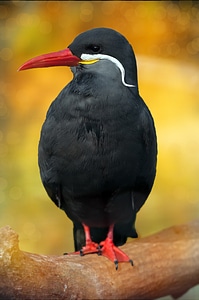 Black bird animal