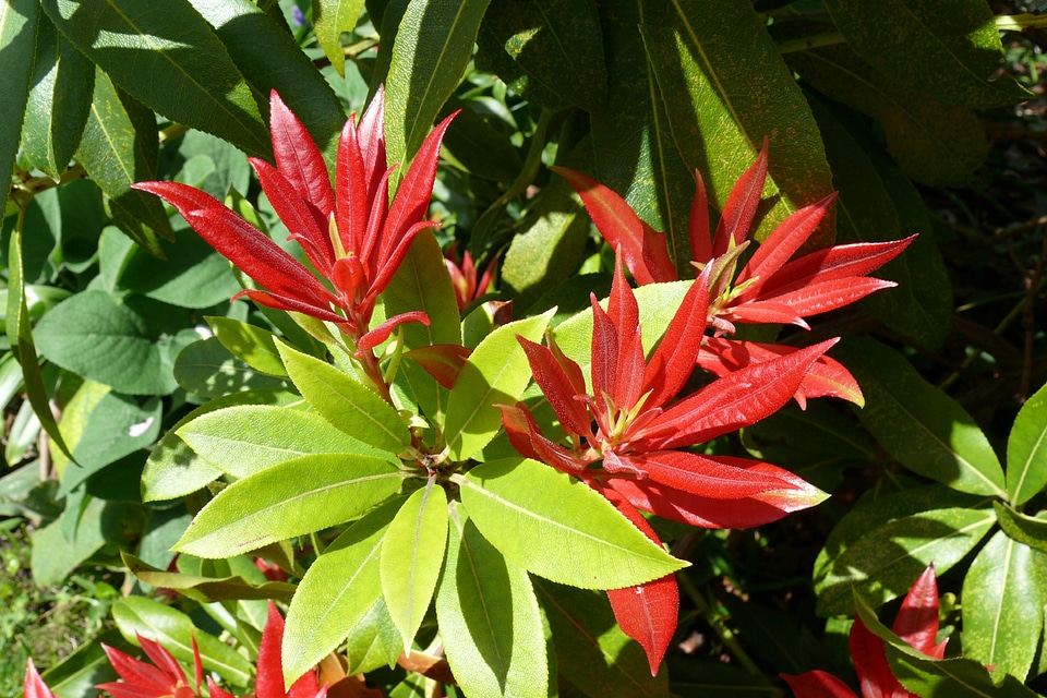 Bush red leaf