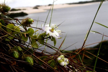BIAMAN PRADO LAGOA BETÂNIA  SANTO AMARO DO MARANHÃO MA